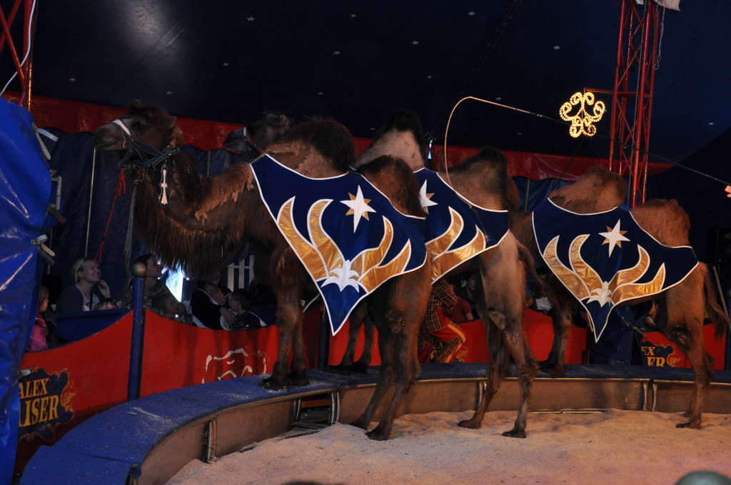 DSC_0120_JPG-1337555983