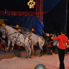 DSC_0207_JPG-1337560259