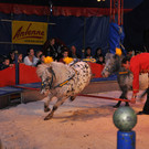 DSC_0213_JPG-1337560370