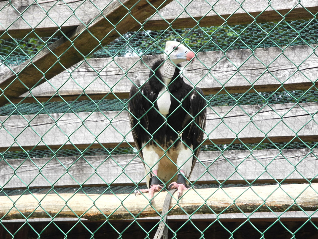 DSCN4228_JPG-1337582087