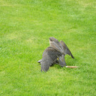 DSCN4303_JPG-1337583681