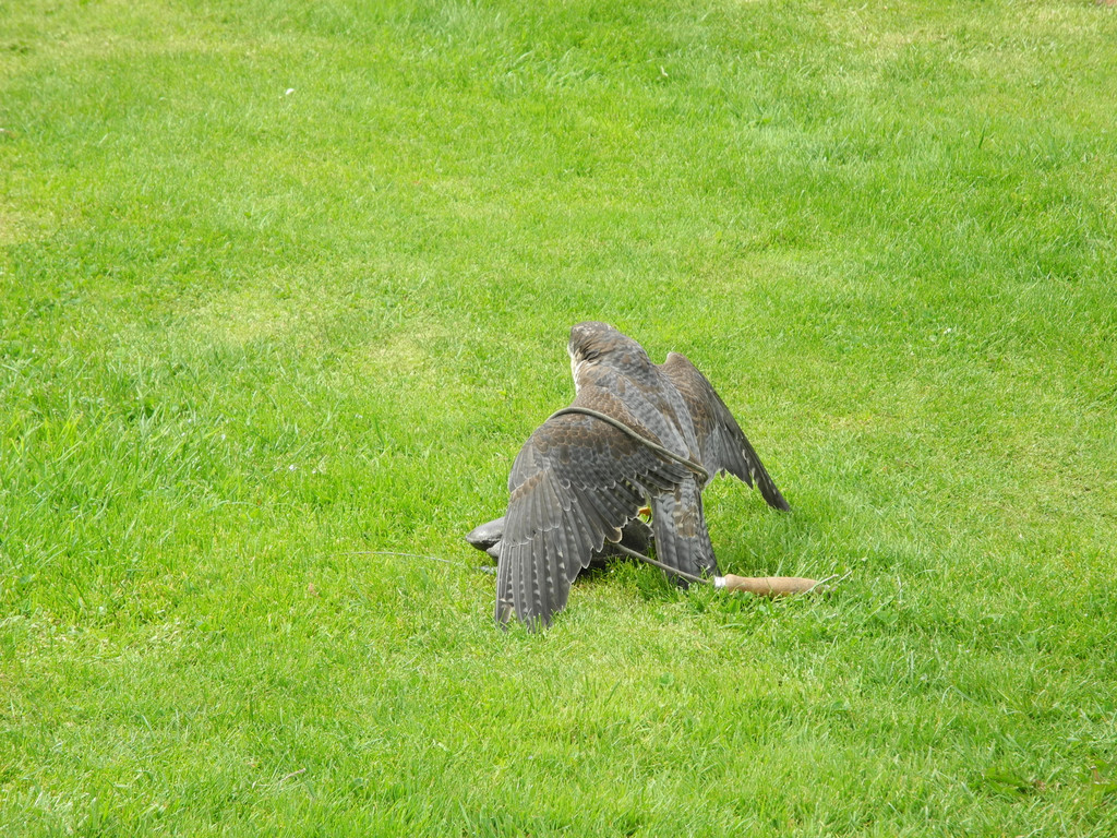 DSCN4303_JPG-1337583681