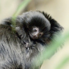 PA_Springtamarin2.jpg