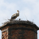 2012-05-19_0039_bearbeitet-1_jpg-1337610650