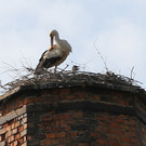 2012-05-19_0043_bearbeitet-1_jpg-1337610683