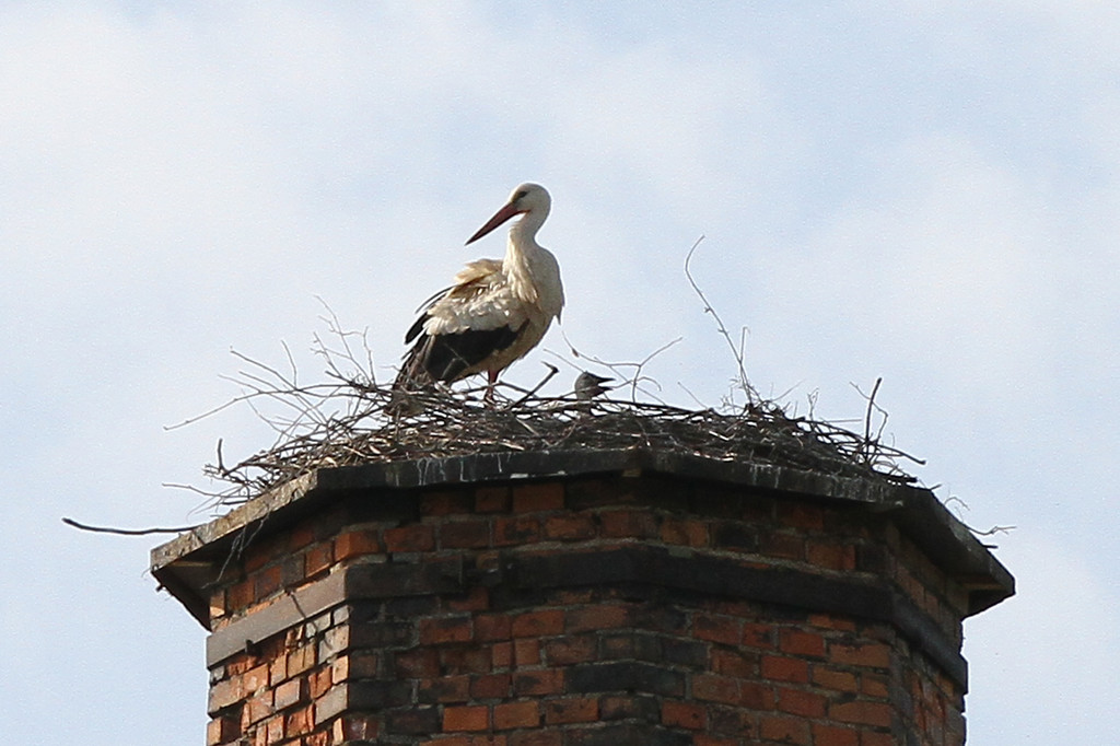 2012-05-19_0047_bearbeitet-1_jpg-1337610716