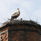 2012-05-19_0049_bearbeitet-1_jpg-1337610749