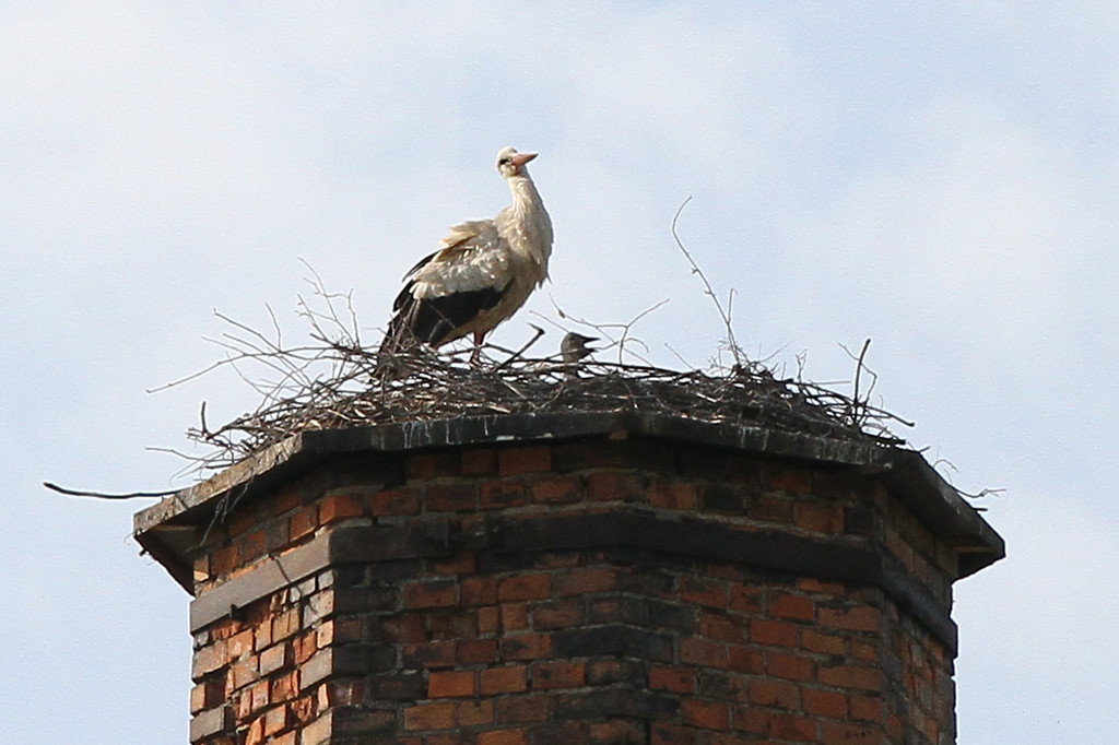 2012-05-19_0049_bearbeitet-1_jpg-1337610749