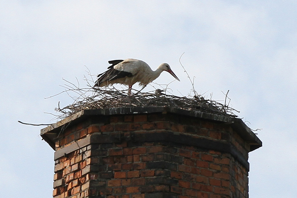 2012-05-19_0051_bearbeitet-1_jpg-1337610782