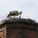 2012-05-19_0053_bearbeitet-1_jpg-1337610847