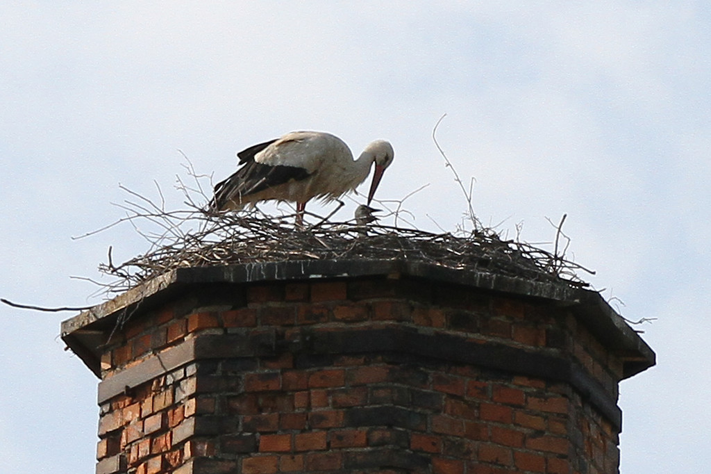 2012-05-19_0053_bearbeitet-1_jpg-1337610847