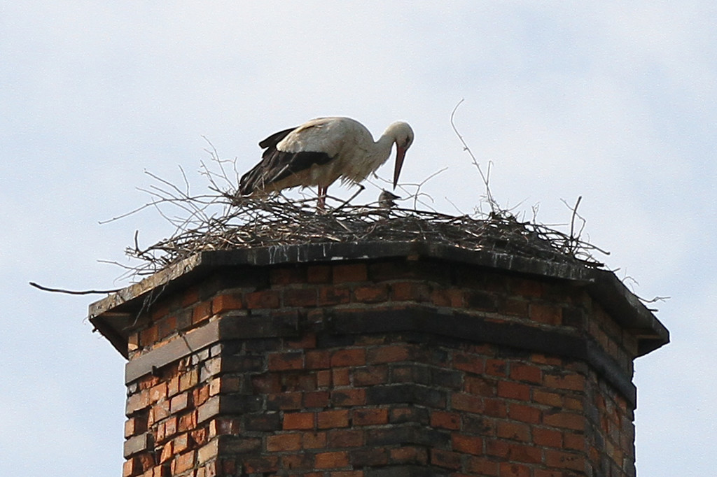 2012-05-19_0056_bearbeitet-1_jpg-1337610879