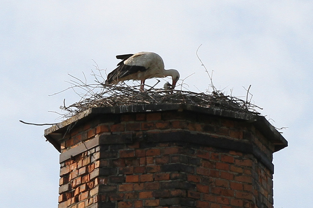 2012-05-19_0057_bearbeitet-1_jpg-1337610912