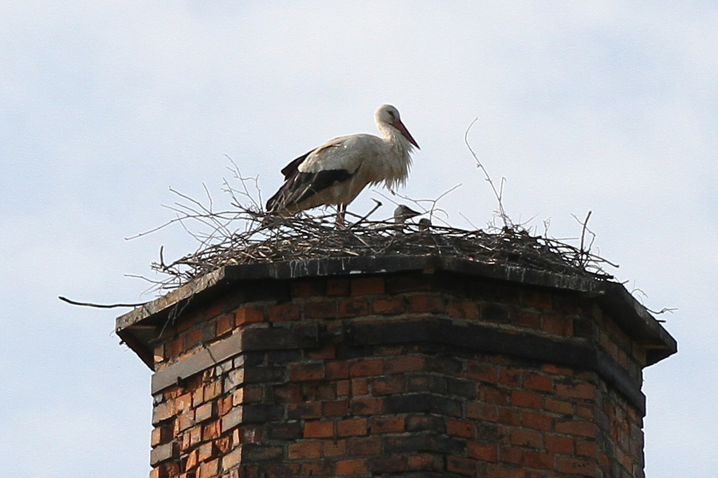 2012-05-19_0061_bearbeitet-1_jpg-1337610945