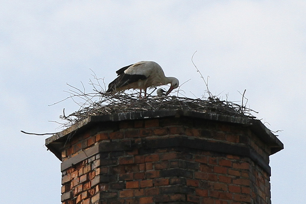 2012-05-19_0071_bearbeitet-1_jpg-1337611009