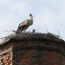 2012-05-19_0040_bearbeitet-1_jpg-1337614672