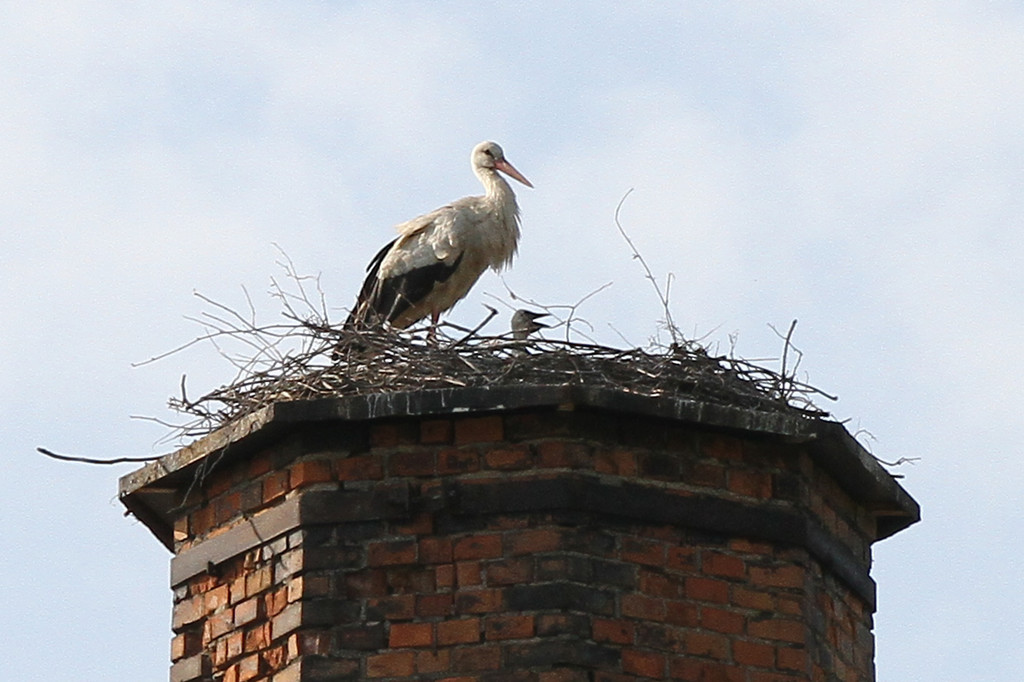 2012-05-19_0040_bearbeitet-1_jpg-1337614672