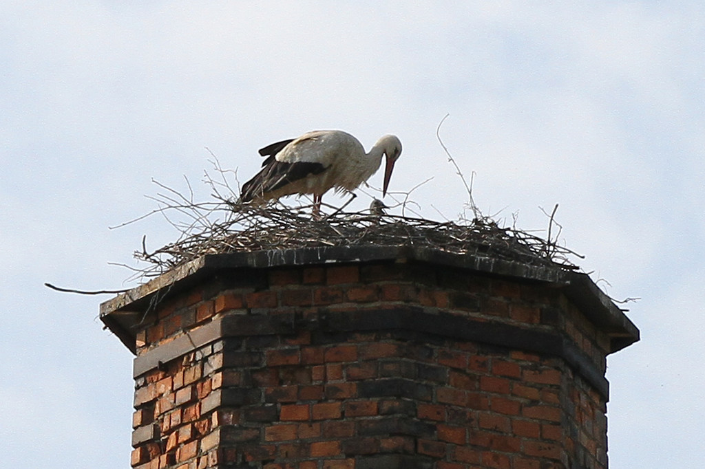 2012-05-19_0055_bearbeitet-1_jpg-1337614706