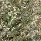 IMG_2934.JPG