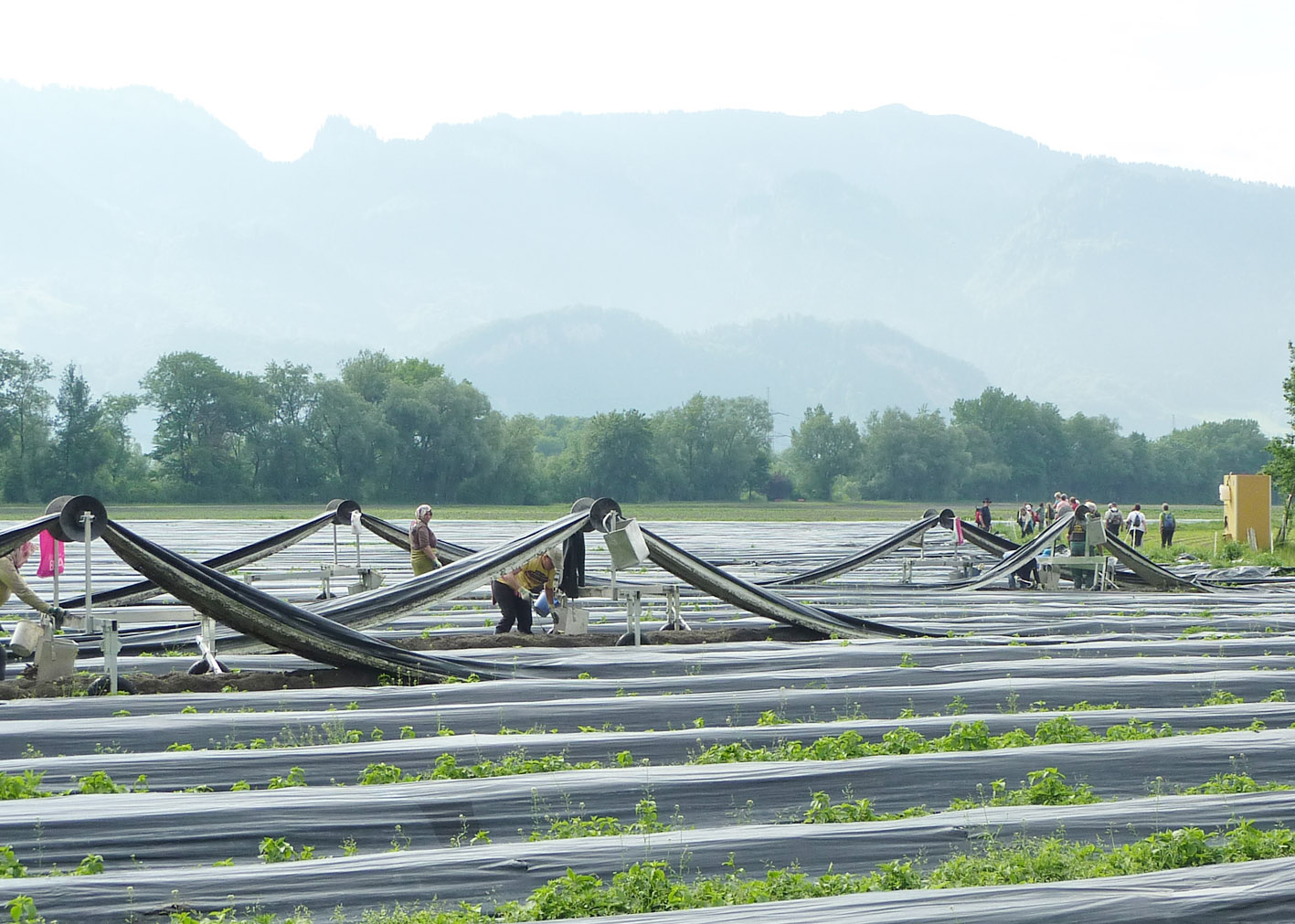 Spargelfeld2_jpg-1337689984