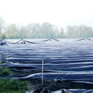 Spargelfeld3Folientunnel_jpg-1337689989