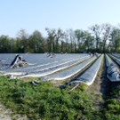 Spargelfeld4_jpg-1337689996