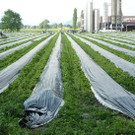 Spargelreihen_jpg-1337690002