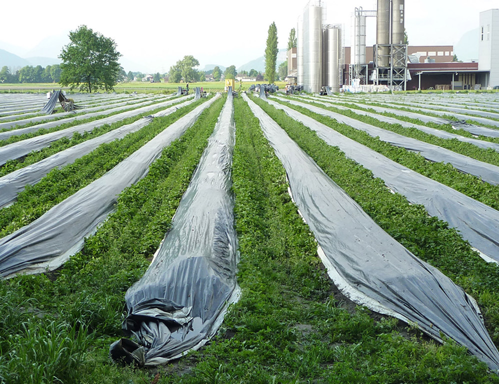 Spargelreihen_jpg-1337690002