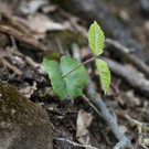 Bergwaldprojekt50_JPG-1337757097