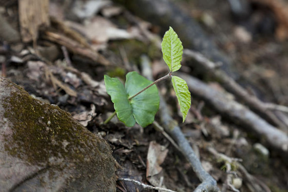 Bergwaldprojekt50_JPG-1337757097