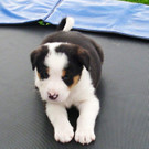 Hundeglück im Dutzend