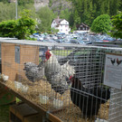 CIMG8641_JPG-1337880755