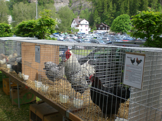 CIMG8641_JPG-1337880755