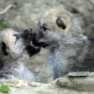 Wolfswelpen im Tiergarten Schönbrunn