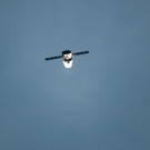 IBD0019-20120525.jpg