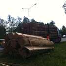 Holztransporter auf der A14 Abwegen