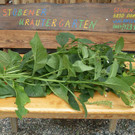 St__bener Kr__utergarten.jpg