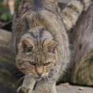 KOE_Wildpark-201205 4_jpg-1338048514