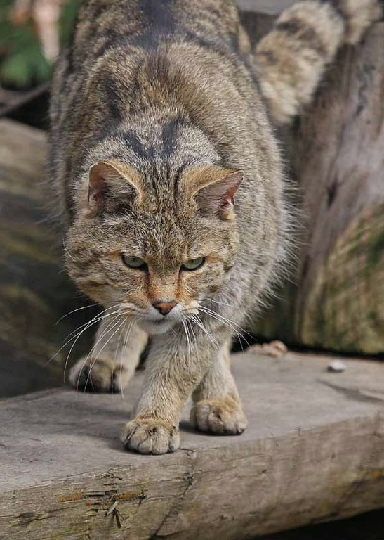 KOE_Wildpark-201205 4_jpg-1338048514