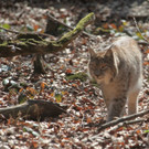 KOE_Wildpark-201205 22_jpg-1338048655