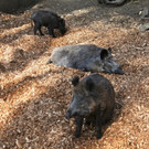 KOE_Wildpark-201205 23_jpg-1338048667