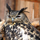 KOE_Wildpark-201205 25_jpg-1338048681