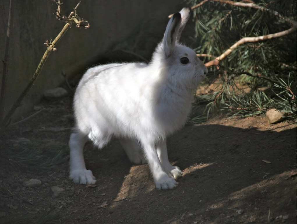 KOE_Wildpark-201205 26_jpg-1338048686