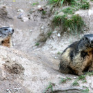 KOE_Wildpark-201205 28_jpg-1338048702