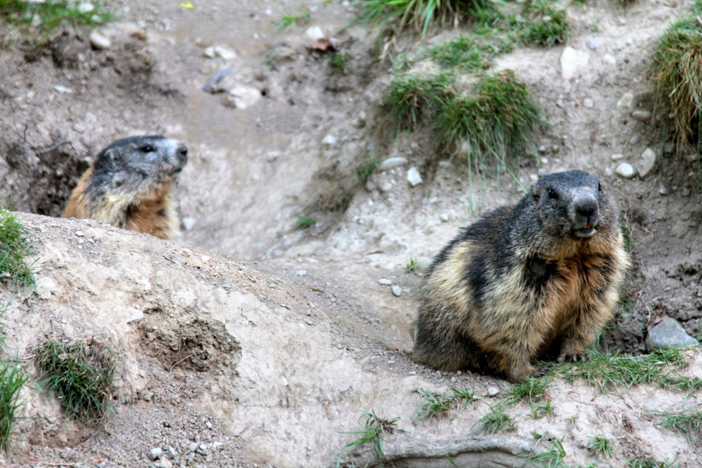 KOE_Wildpark-201205 28_jpg-1338048702