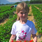 BK_Erdbeeren_Koblach2012 16_jpg-1338060001
