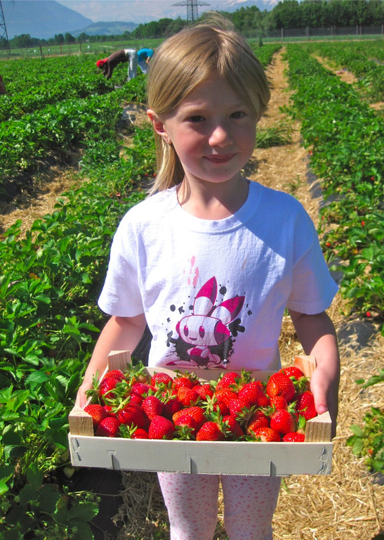 BK_Erdbeeren_Koblach2012 16_jpg-1338060001