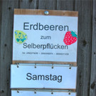 BK_Erdbeeren_Koblach2012 2_jpg-1338059830