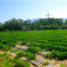 BK_Erdbeeren_Koblach2012 4_jpg-1338059870