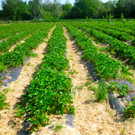 BK_Erdbeeren_Koblach2012 5_jpg-1338059881